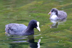 Fulica atra