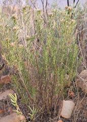 Oedera tricephala