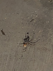 Latrodectus geometricus