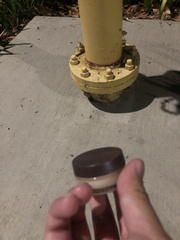 Latrodectus geometricus