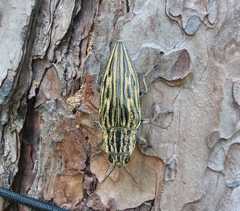 Chalcophora japonica