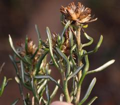 Oedera tricephala