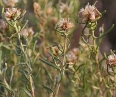 Oedera tricephala