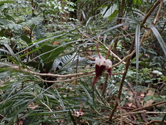 Freycinetia graminifolia