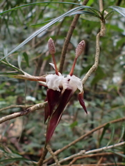 Freycinetia graminifolia