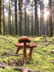 Cortinarius rubellus