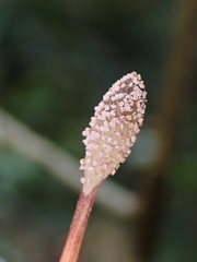 Freycinetia graminifolia