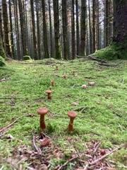 Cortinarius rubellus