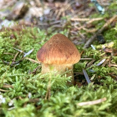 Cortinarius rubellus