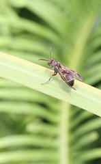 Ropalidia hongkongensis