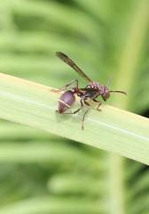 Ropalidia hongkongensis