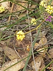 Stirlingia simplex