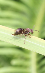 Ropalidia hongkongensis