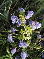 Ceanothus foliosus foliosus