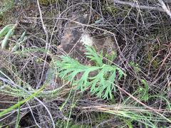 Pelargonium pillansii
