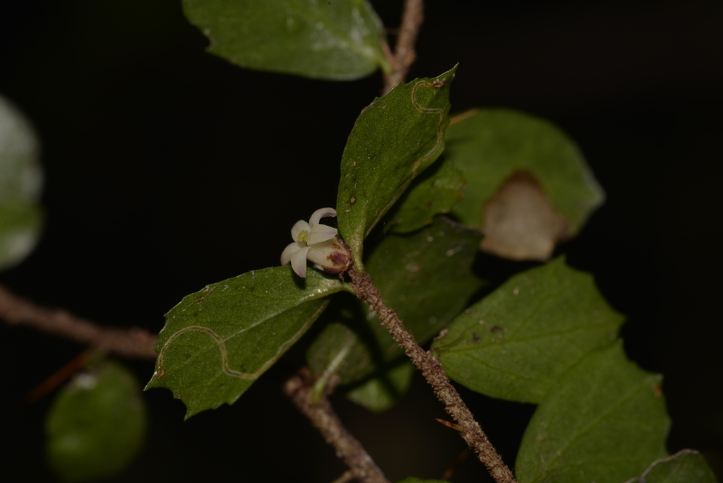 Phytoliriomyza queenslandica
