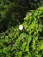 Calystegia sepium spectabilis
