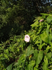 Calystegia sepium spectabilis