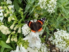 Vanessa atalanta