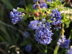 Ceanothus foliosus foliosus
