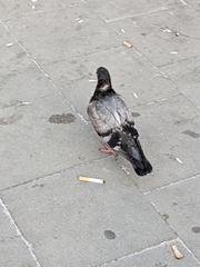 Columba livia domestica