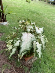Caladium humboldtii