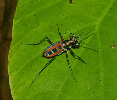 Cosmodela barmanica