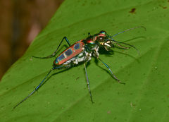 Cosmodela barmanica