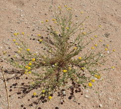 Pentzia sphaerocephala