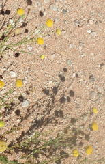 Pentzia sphaerocephala