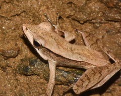 Clinotarsus