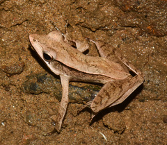 Clinotarsus
