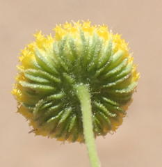 Pentzia sphaerocephala