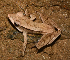 Clinotarsus