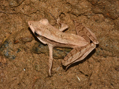 Clinotarsus