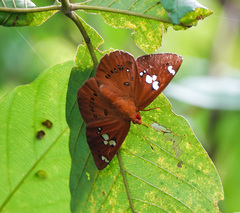 Capila phanaeus