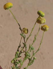 Pentzia sphaerocephala