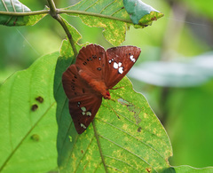 Capila phanaeus