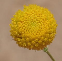 Pentzia sphaerocephala