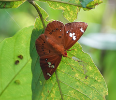Capila phanaeus