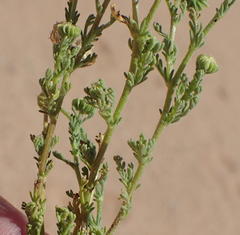 Pentzia sphaerocephala
