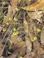 Stirlingia simplex