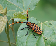 Aristobia reticulator