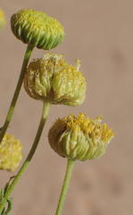 Pentzia sphaerocephala