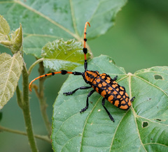 Aristobia reticulator