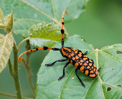 Aristobia reticulator