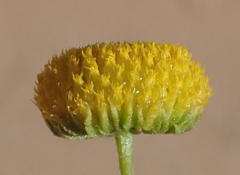 Pentzia sphaerocephala