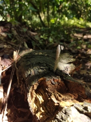 Xylaria grammica