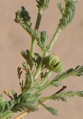 Pentzia sphaerocephala