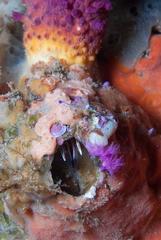 Austromegabalanus cylindricus